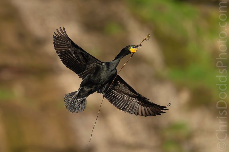 Double-crested Cormorant