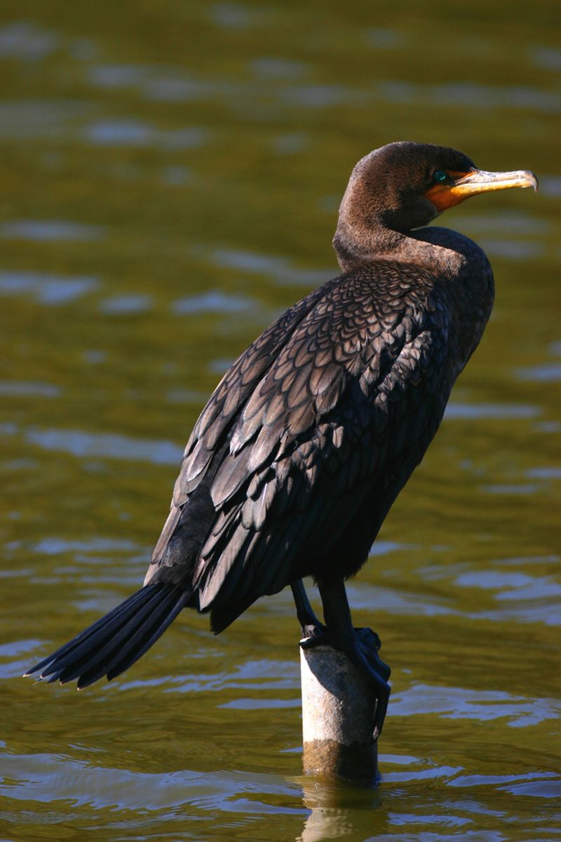 Double-crested Cormorant