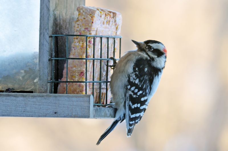 Downy Woodpecker