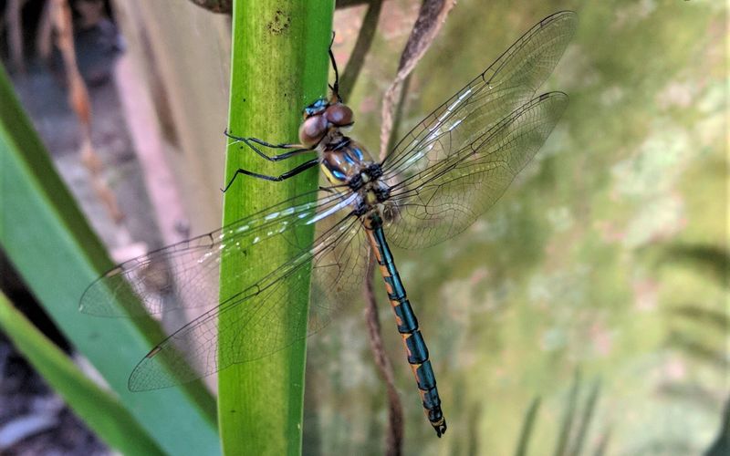 Dragonflies