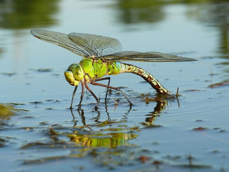 Dragonflies