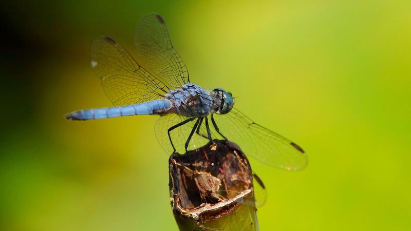 Dragonflies