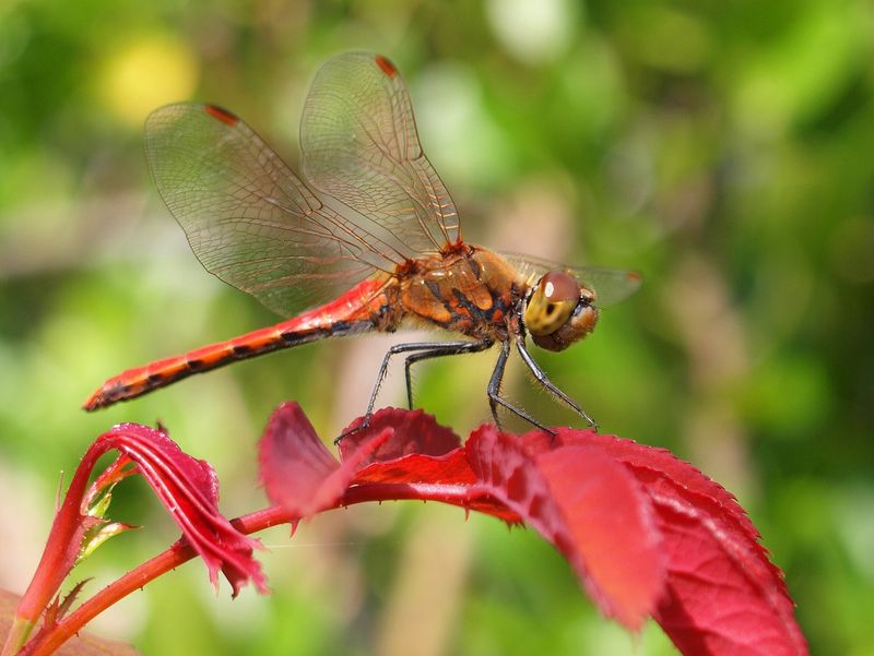 Dragonfly