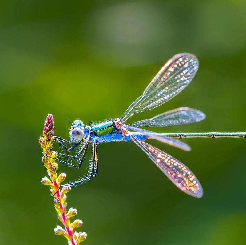 Dragonfly