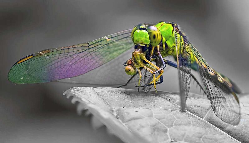 Dragonfly