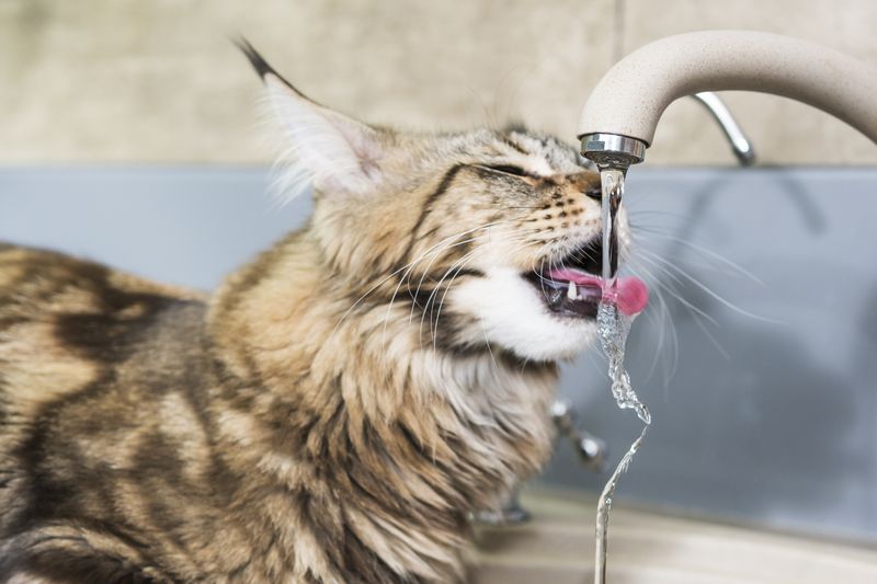 Drinking from Faucets