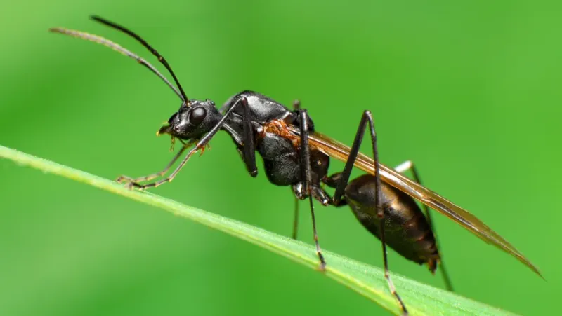 Drone Ant