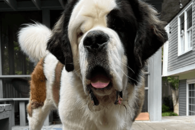 Drooling Habits
