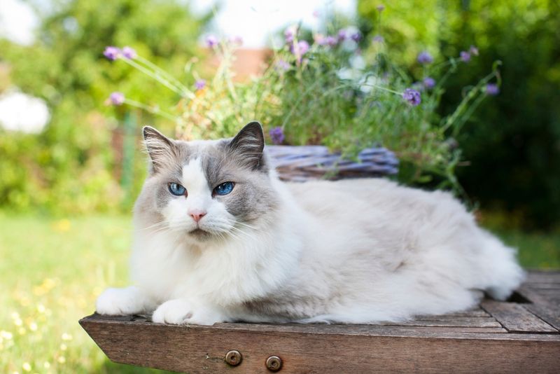 Duchess Dandelion