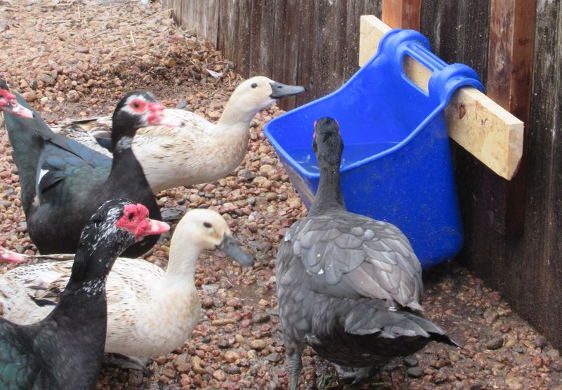 Duck