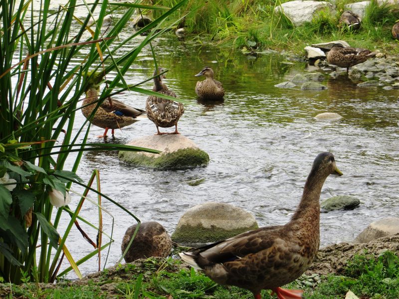 Ducks
