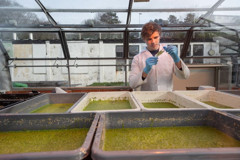 Duckweed