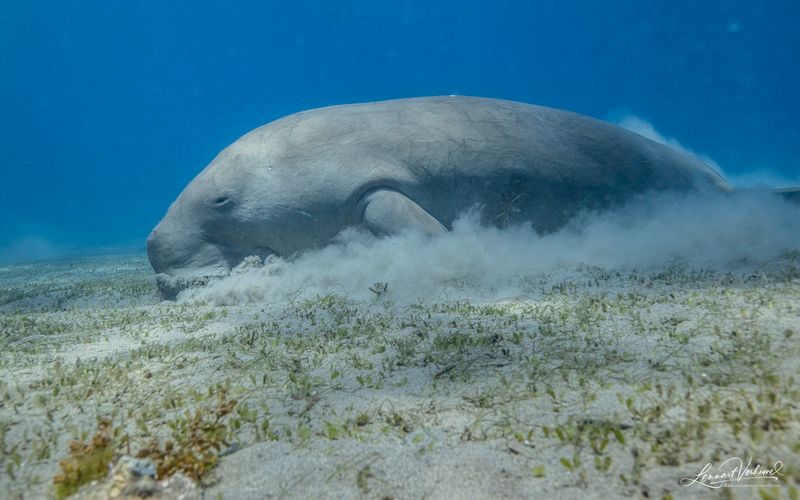 Dugong