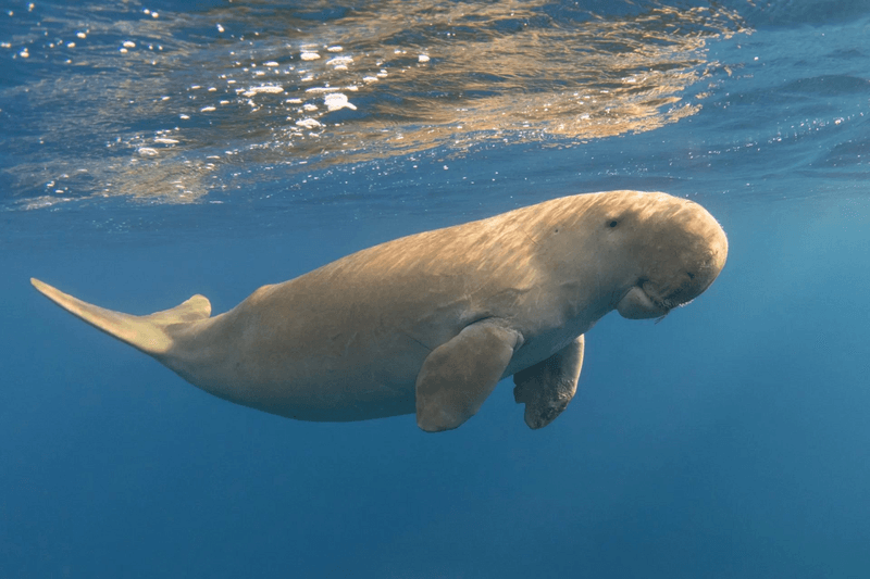 Dugong