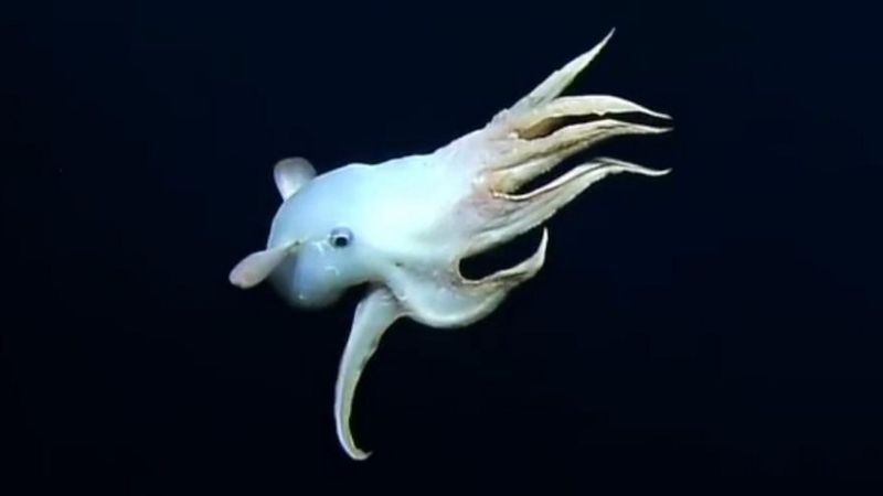 Dumbo Octopus