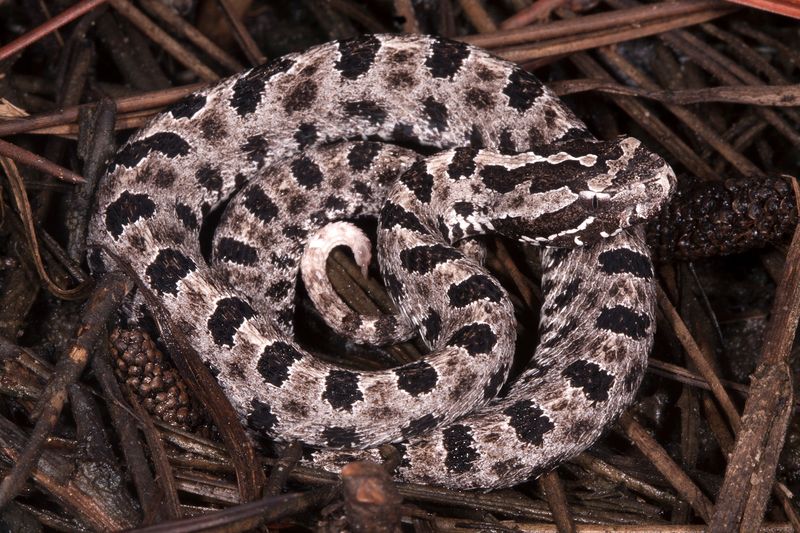 Dusky Pygmy Rattlesnake