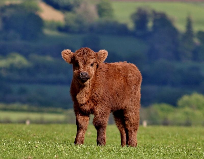 Dwarf Cows
