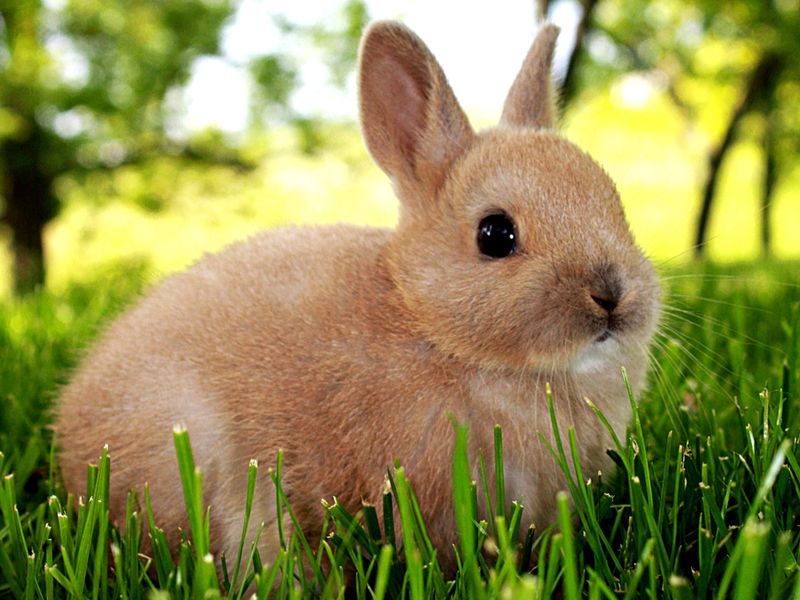 Dwarf Rabbits