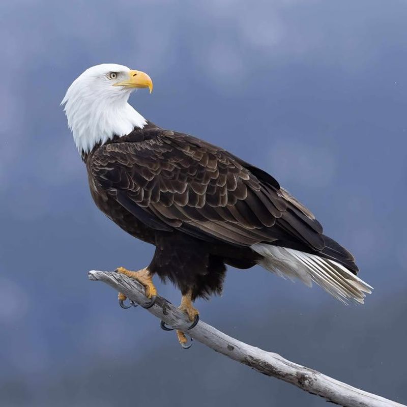 Eagle Ears
