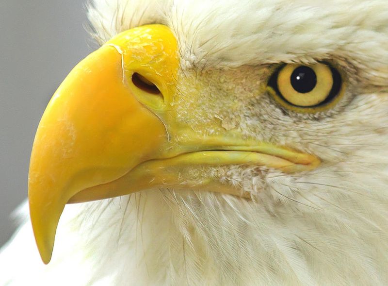 Eagle Eye Vision