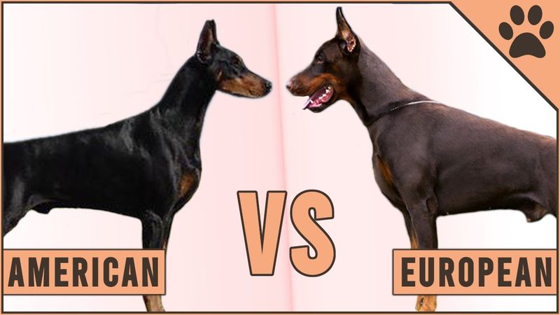 Ear Cropping and Tail Docking
