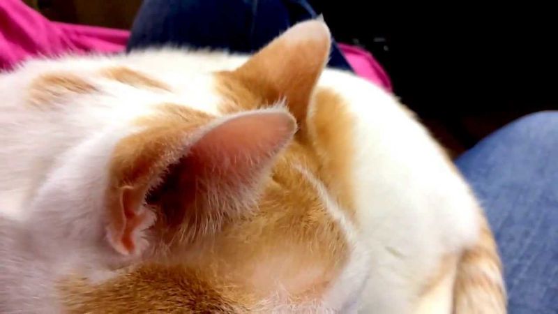 Ear Twitching