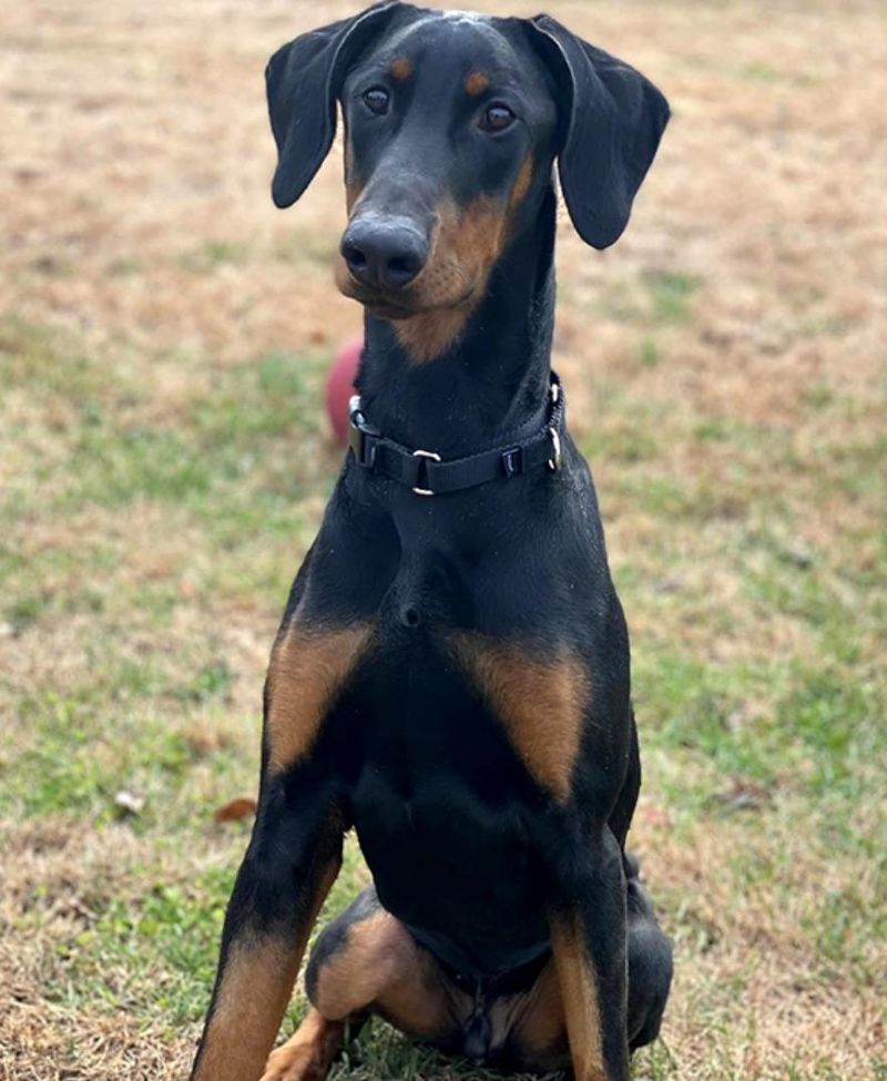 Ears That Don't Match