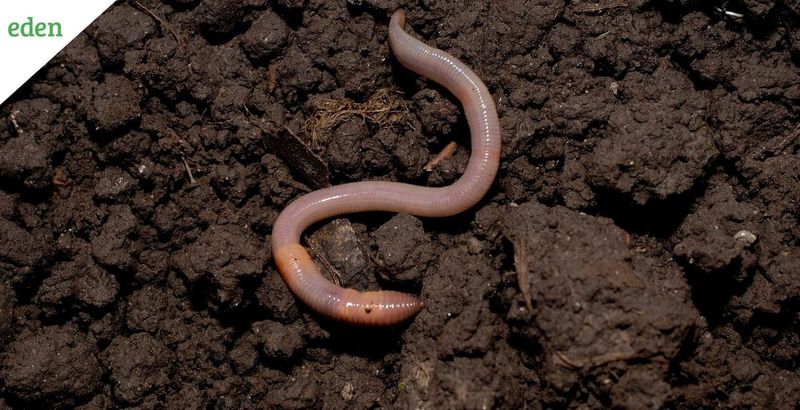 Earthworms
