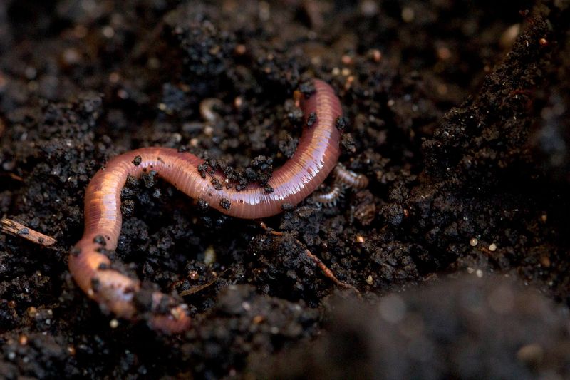 Earthworms