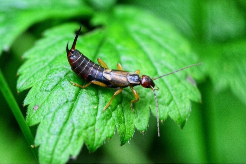 Earwigs