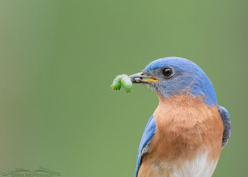Eastern Bluebird