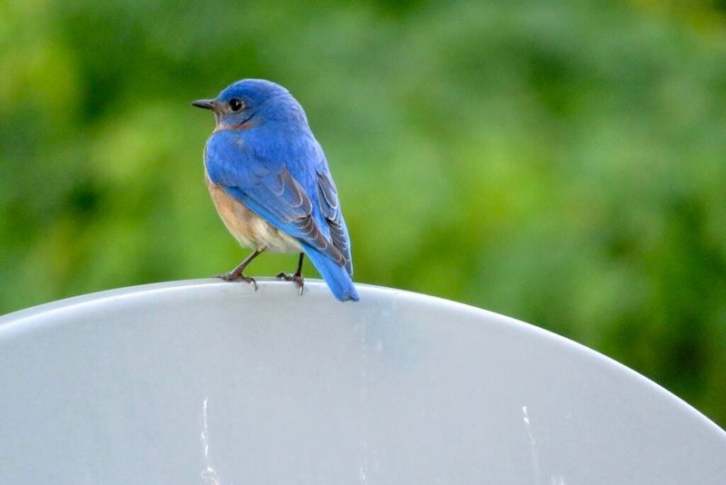 Eastern Bluebird