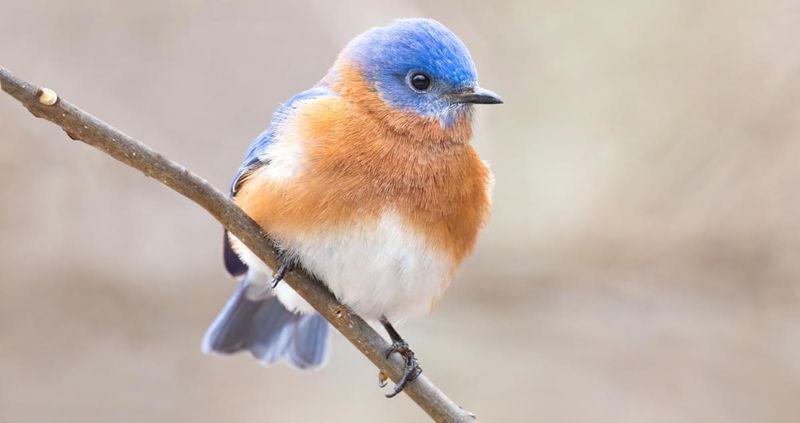 Eastern Bluebird