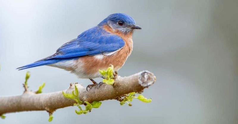 Eastern Bluebird
