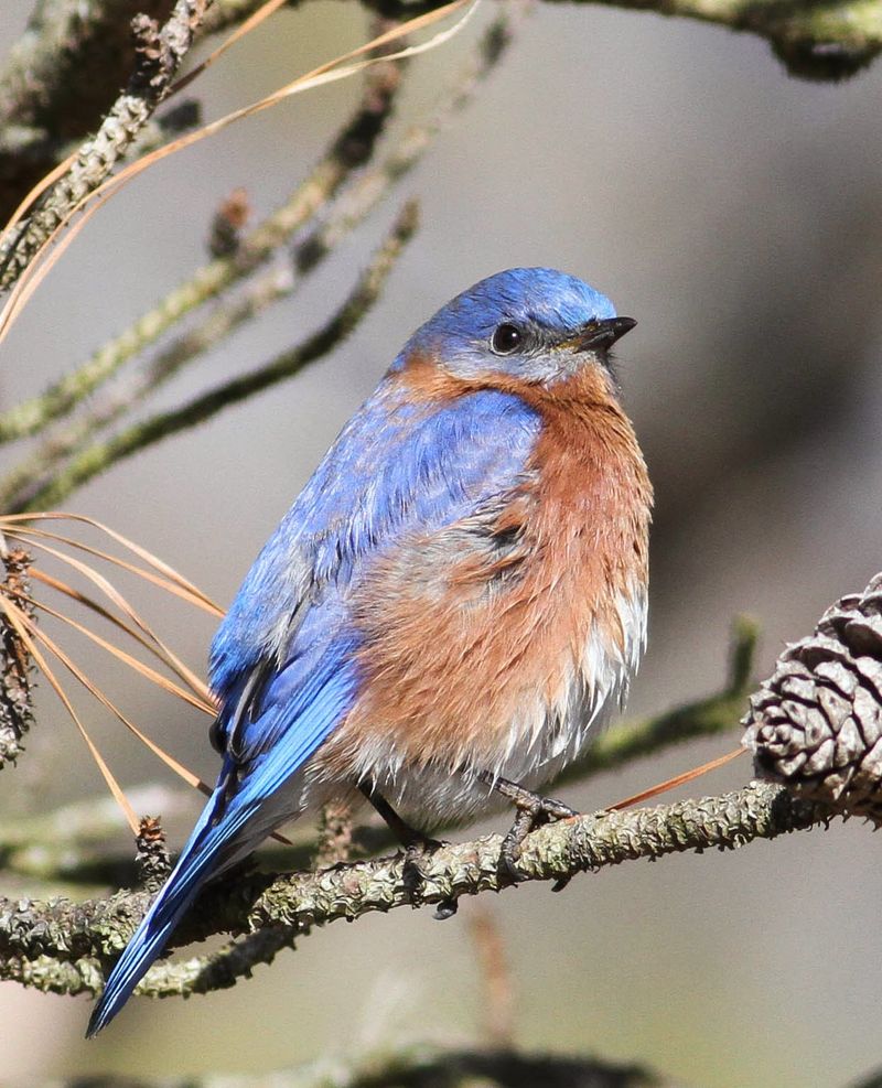 Eastern Bluebird