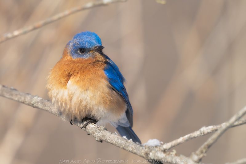 Eastern Bluebird
