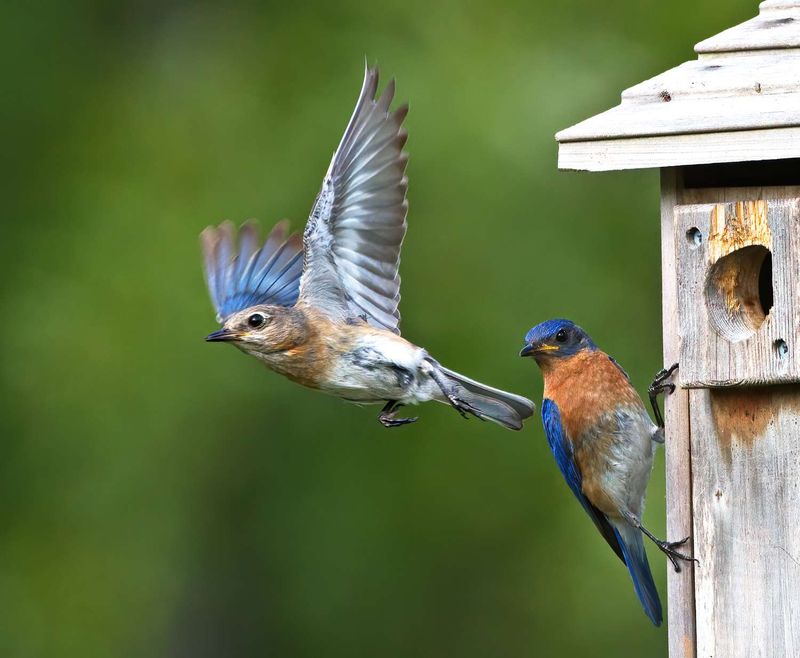 Eastern Bluebird