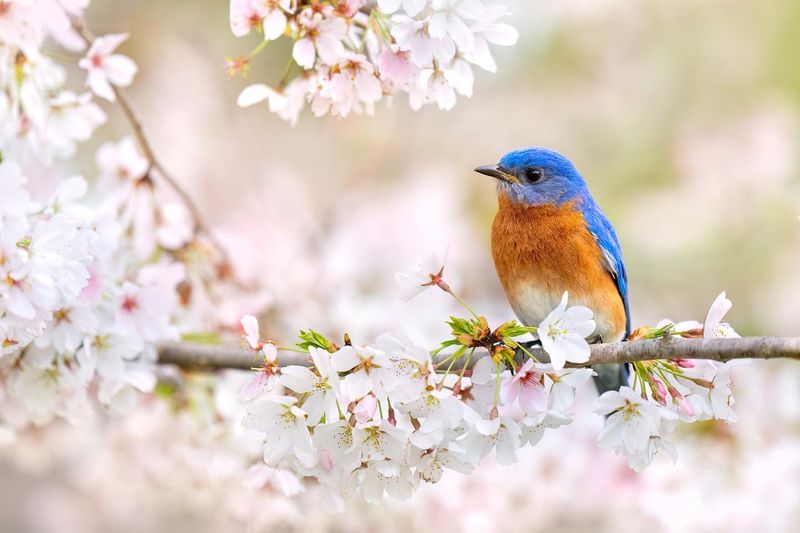 Eastern Bluebird