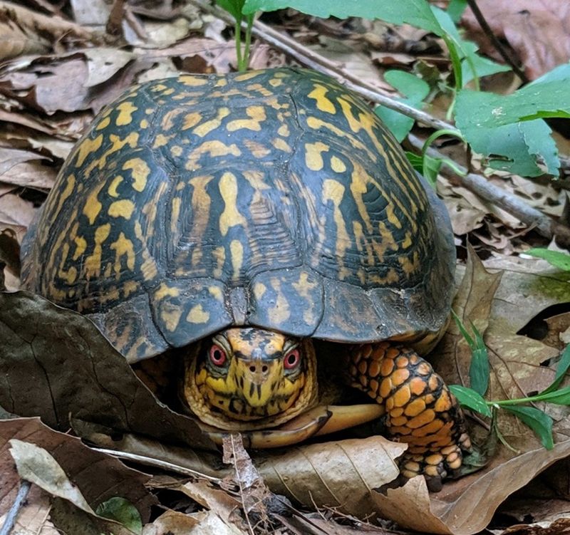 Eastern Box Turtle