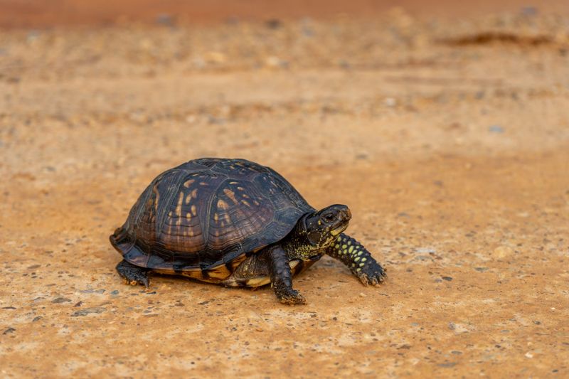 Eastern Box Turtle