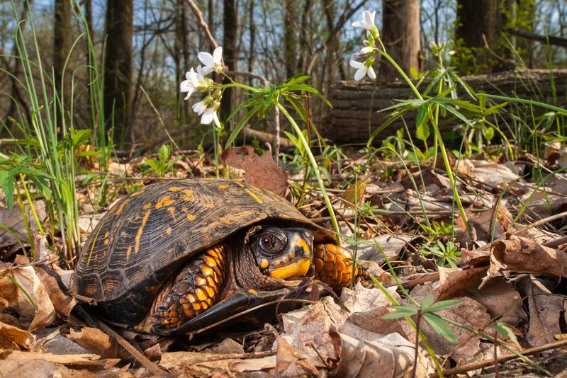 Eastern Box Turtle