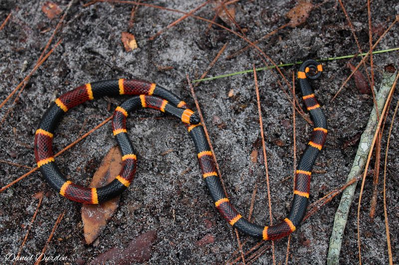 Eastern Coral Snake
