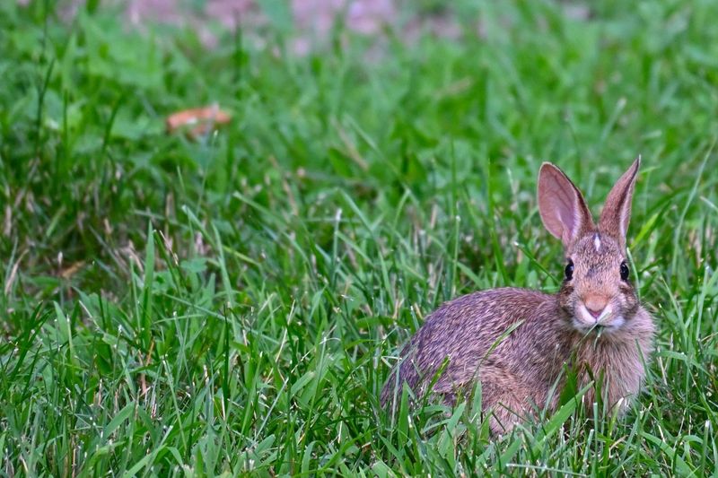 Eastern Cottontail Rabbit