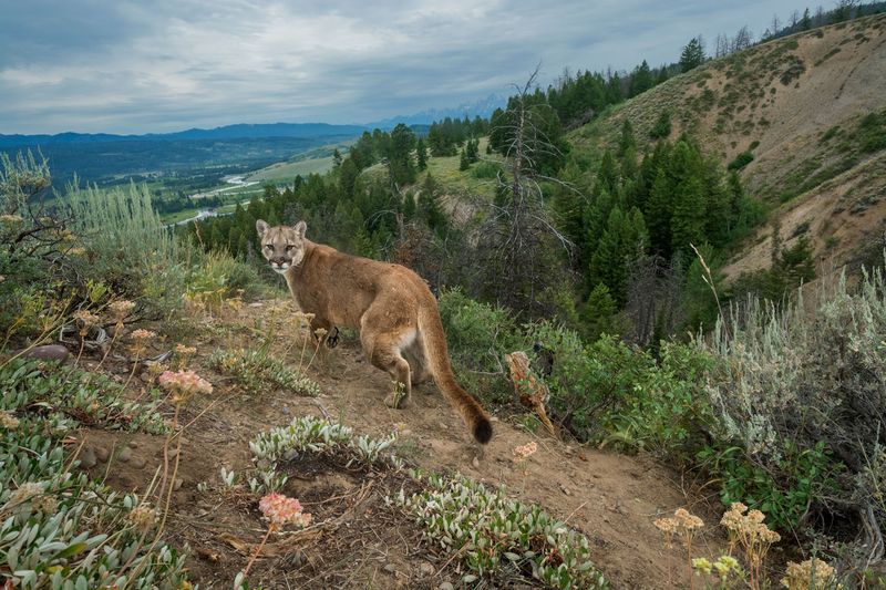 Eastern Cougar