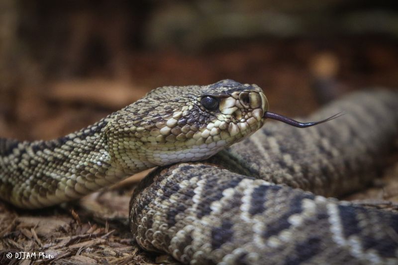 Eastern Diamondback Rattlesnake