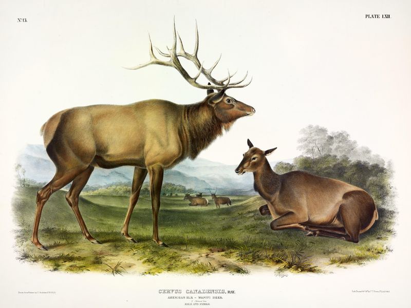 Eastern Elk