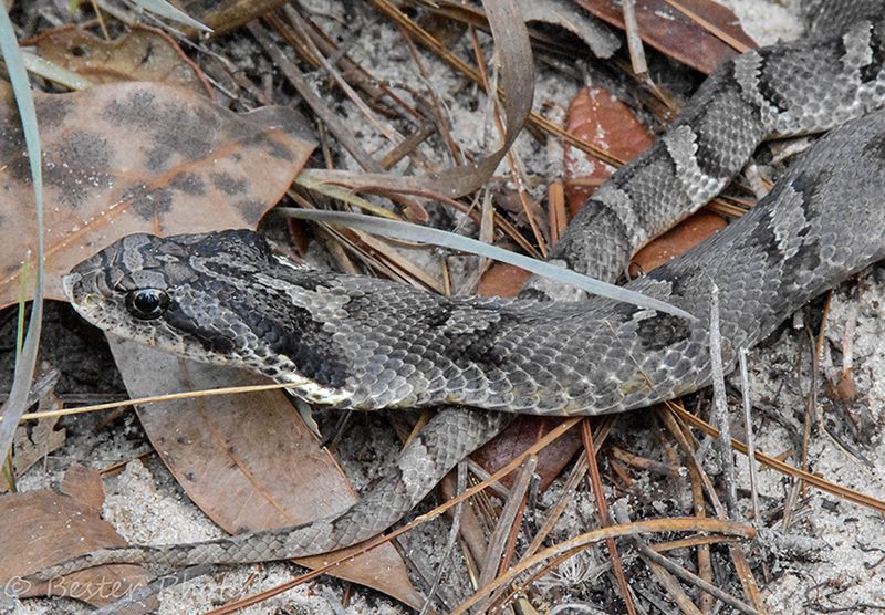 Eastern Hognose Snake
