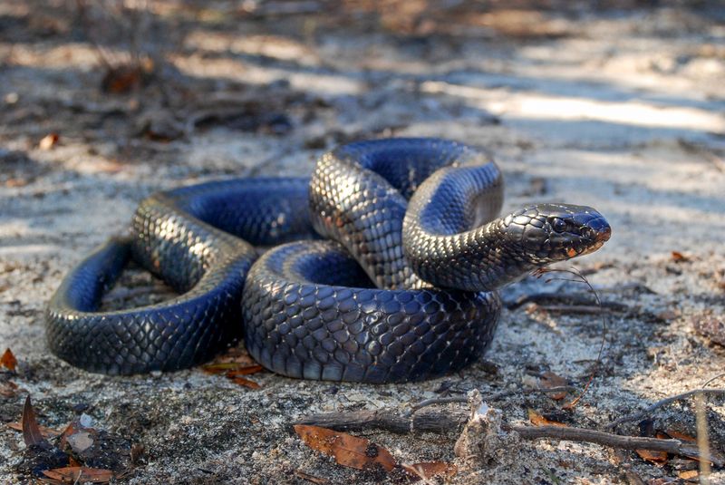 Eastern Indigo Snake