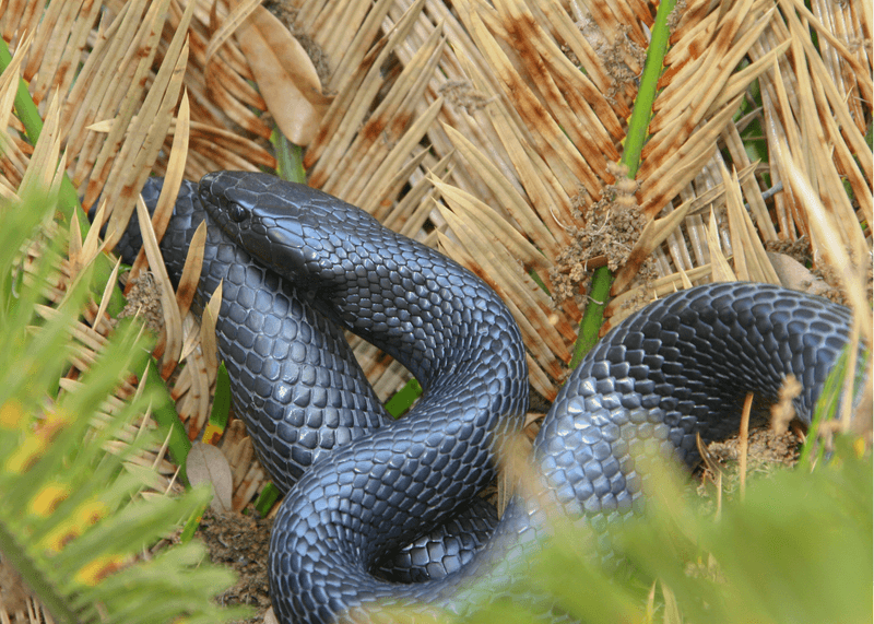 Eastern Indigosnake