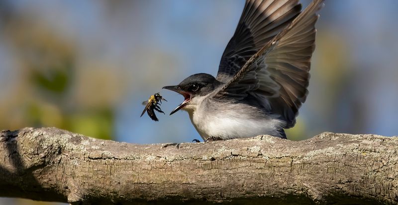 Eastern Kingbird